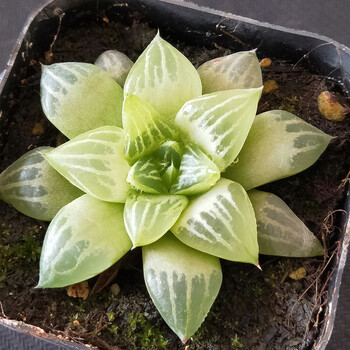 多肉植物 玉露姬寿多肉大窗冰灯玉露水晶寿室内盆栽 水晶寿4-6cm 裸根