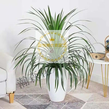 新品大型龙须树龙须铁龙血树室内客厅盆栽绿植花卉净化空气吸精品单颗