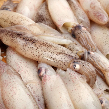 雨林食味新鲜海兔鲜活海兔子带籽小海兔子海鲜籽乌半斤/2斤可选 5斤