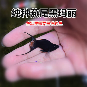 燕尾黑金玛丽纯种玛丽球黑玛丽胎生孔雀鱼除油膜除藻清洁鱼 燕尾4条(3