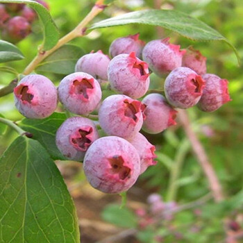 南方地栽种植庭院蓝莓树苗试种果树苗当年结果q8 粉蓝【当年结果】