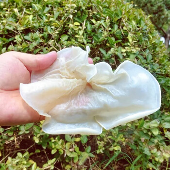 崇畅兔耳菌干货500克包邮野生白木耳白竹耳菌菇特产优质特色银耳干货