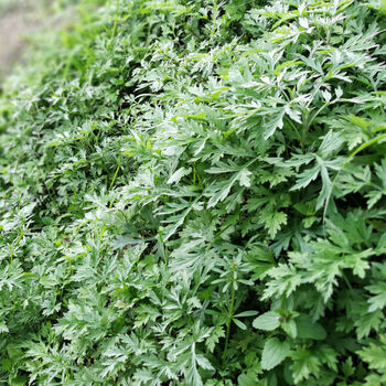 新鲜艾草叶艾叶清明草甜艾青团材料时令野菜田艾现摘现发2斤装