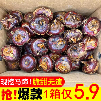 新鲜马蹄5斤荸荠农家自种当季水果蔬菜整箱水晶马蹄果莲脆栗地梨500g