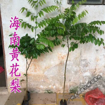 花姬 海南樹苗正宗珍貴植物苗庭院常綠名貴苗木降香