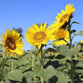 寿禾食用向日葵种子高产花种子种苗大粒小粒寿光蔬菜种籽家庭种植菜籽种孑小粒向日葵种子 矮大头 0g 图片价格品牌报价 京东