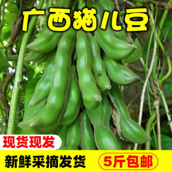 花芊茗廣西新鮮狗兒豆狗爪豆5斤農家特產現摘龍爪豆虎老狗毛帶殼貓貓