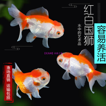 觀賞魚活體冷水魚各種金魚鶴頂紅獅子頭龍睛紅鎏金招財魚包活包損 5