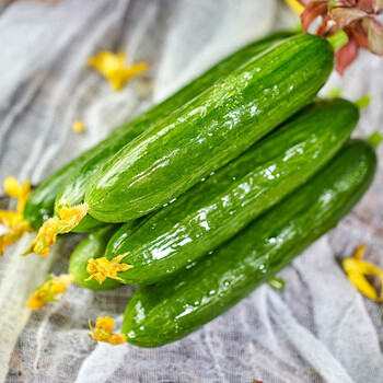 山东水果黄瓜生吃小黄瓜现摘先发小青瓜新鲜水果5斤水果小黄瓜严选装
