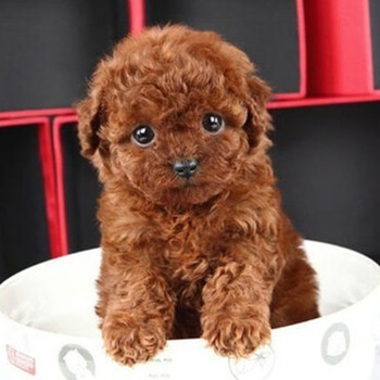 拾爱纯种泰迪幼犬长不大的茶杯泰迪犬贵宾犬灰色白色泰迪幼犬宠物狗狗