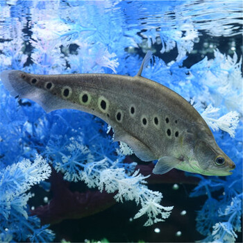 yello中大型热带鱼七星刀鱼大型鱼魔鬼刀鱼东阳刀宠物白化七星刀观赏