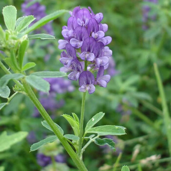 花琴花草种子 花琴牧草种子紫花苜蓿种子多年生苜蓿草籽四季牧草种子鸡鸭鹅牛羊鱼草种籽 紫花苜蓿1斤 行情报价价格评测 京东
