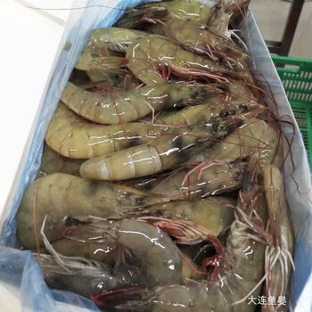 骆汉彬果大虾渤海湾对虾大连大虾大连海鲜23个左右斤二斤装