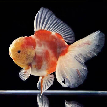 8-10cm精品百褶樱花泰狮1条