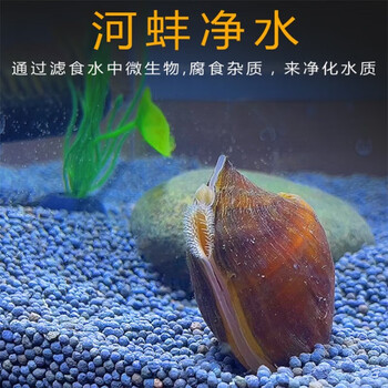 黄金小河蚌河蚬净水观赏鲜活物贝壳活体 普通河蚬12只 5只【图片 价格
