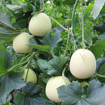 美农汇 白皮甜瓜种子 京蜜一号早熟香瓜种子杂交薄皮白甜瓜种籽抗病耐
