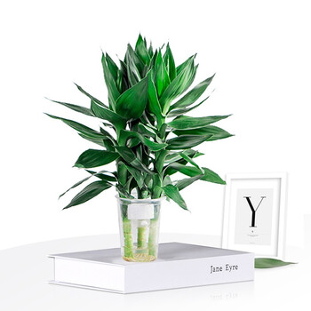 免邮 三颗 水培观音竹富贵竹水竹子开运竹水培绿植花卉盆栽室内桌面阳台植物原盆观音竹 图片价格品牌报价 京东