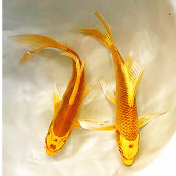建业达 淡水鱼黄金鱼观赏鱼冷水鱼纯种黄金锦鲤 黄金