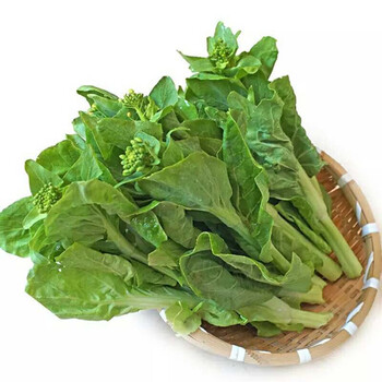 源外园新鲜白菜苔 绿菜薹 农家自种青菜苔 白菜心 现摘现发 5斤