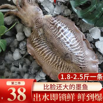 渔游记大墨鱼超大鲜冻八爪鱼乌贼花枝目鱼新鲜墨鱼1 8 2 5斤1条装 图片价格品牌报价 京东