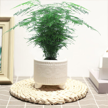 小号文竹【白色三脚陶瓷盆】 含盆