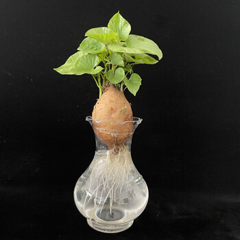 已发芽盆栽植物学生地瓜植物角观察植物生长山芋 带叶红薯 细腰塑料瓶