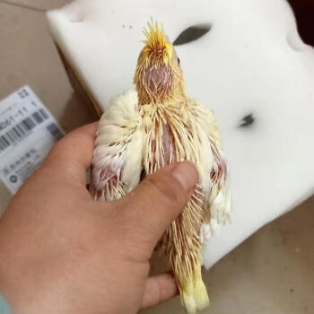 玄鳳活體鸚鵡活會說話寵物鳥觀賞鳥玄鳳黃化原始灰公母一對珍珠原始灰