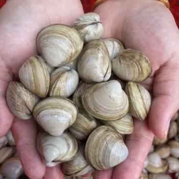 安峰山鲜活白蛤蜊 新鲜无沙 大白蚬子 花蛤海鲜贝壳类 水产花甲 2斤装