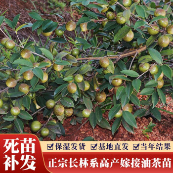 江西長林高產嫁接油茶苗茶子樹大杯苗南方種植油茶樹苗當年結大果嫁接