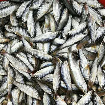 姚鲜品 淡水鱼 小麦穗 罗汉鱼 肉柱鱼 500g/份 自然捕获生长小鱼