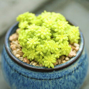 多肉多肉植物新品区办公室多肉组合植物盆栽花卉duorou 万年草一丛 图片价格品牌报价 京东