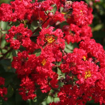 春扈 紫薇树苗 百日红树苗 紫薇花苗 树姿优美 树干光滑洁净花色艳丽