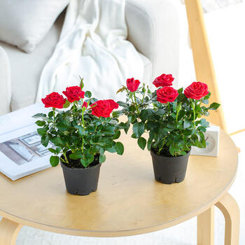 爱必达迷你玫瑰花四季花卉盆栽荷兰进口玫瑰带花盆 2盆红色玫瑰带10cm