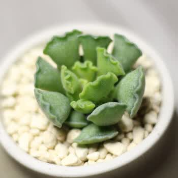 小鲜肉 水泡多肉植物梅花鹿玛丽安鼓槌赤兔海豹天锦章绿龟之卵肉肉植物神想曲裸根不含盆土 图片价格品牌报价 京东