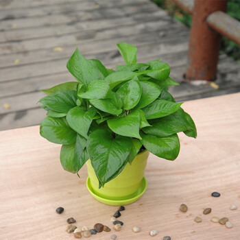 绿色植物 防辐射室办公内桌面花卉 水培土养小盆栽 树脂盆绿色 不含盆