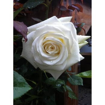 月季苗欧洲月季大花月季花卉盆栽月季 白葡萄酒 不含盆