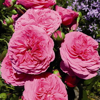 进口德国灌木月季(玫瑰)男爵夫人裸根苗开花机器 预售 男爵夫人 裸根