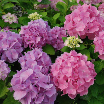 千特 繡球盆栽綠植幸運花八仙繡球花苗繡球花八仙花無盡夏木本繡球