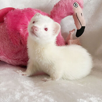 梦芭莎 宠物雪貂活体安哥鲁雪貂活体丹麦奇特爬行稀有萌宠 闪电