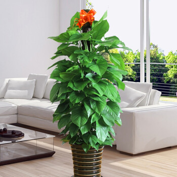 柱状大绿萝苗大叶盆栽 室内客厅走廊绿植树植物 图片色 带盆栽好_现价