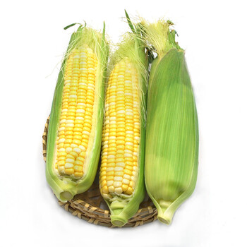 绿鲜知 水果玉米 3根装约1kg 新鲜蔬菜