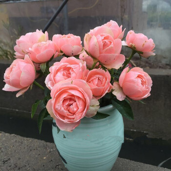 娇媚昂热城堡日本灌木月季庭院花园花卉盆栽植物