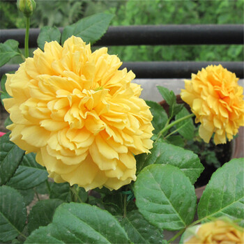 qianiu现代灌木月季 利亚图图 重瓣品种 甜香味 勤花 耐寒 抗病性强