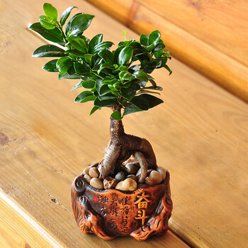 卓森 发财树小盆栽盆景文竹榕树袖珍椰子瓷盆办公室内 奋斗泰国榕 含