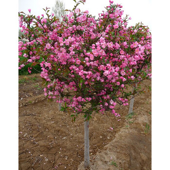 nmyu西府海棠苗当年开花西府海棠树苗庭院观赏花木西湖海棠花苗 2公分