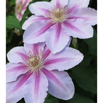 顺景铁线莲 蜜蜂之恋 v9盆栽小苗