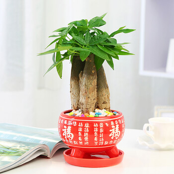 花竹恋 发财树盆栽红运当头室内桌面花卉景观发财树小红星 红色 福字