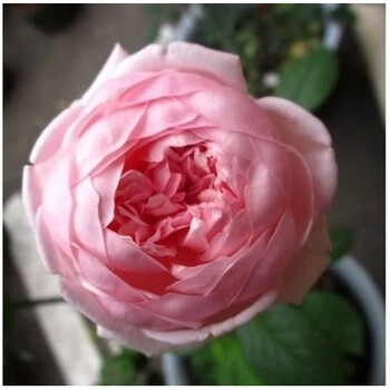 圣埃泽布嘉小圣月季 欧月奥斯汀月季花苗 st.ethelburga 小苗 含盆