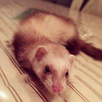 宠物雪貂安格鲁貂活体宝宝玛雪儿宠物雪貂幼崽包活到家 火焰色