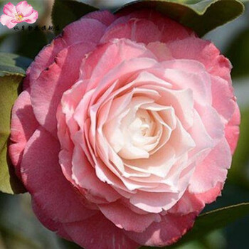 水月静花水月静花茶花苗山茶花盆栽茶花精品茶花树苗客厅阳台绿植花卉